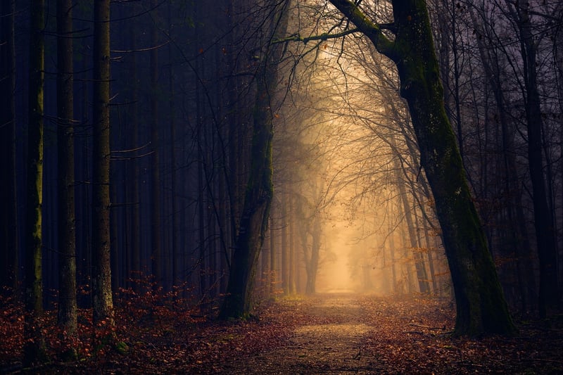 Enchanted Adventures